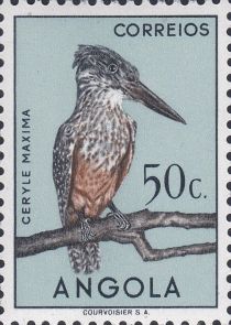 Giant Kingfisher (Ceryle maxima)