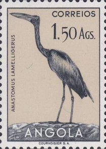 African Openbill (Anastomus lamelligerus)