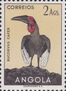 Southern Ground Hornbill (Bucorvus cafer)