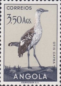 Denham's Bustard (Otis cafra)