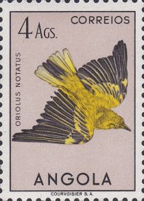 African Golden Oriole (Oriolus notatus)