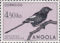 Magpie Shrike (Urolestes melanoleucus)