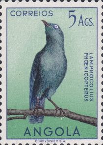 Cape Starling (Lamprotornis phoenicopterus)