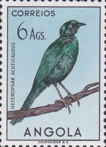 Sharp-tailed Starling (Heteropsar acuticaudus)