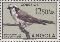 White-crowned Shrike (Eurocephalus anguitimens)