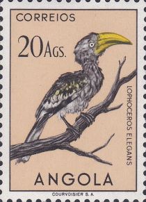 Southern Yellow-billed Hornbill (Tockus leucomelas)