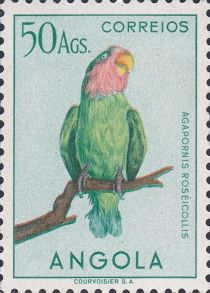 Rosy-faced Lovebird (Agapornis roseicollis)