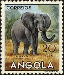 African Elephant (Loxodonta africana)