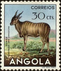 Common Eland (Taurotragus oryx)