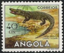 Nile Crocodile (Crocodylus niloticus)