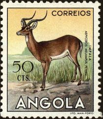 Impala (Aepyceros melampus)