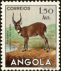 Sitatunga (Limnotragus spekii selousi)