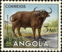 African Buffalo (Syncerus caffer)