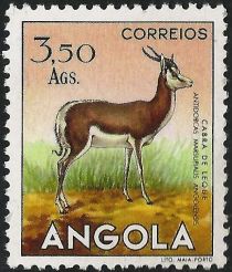 Springbok (Antidorcas marsupialis)