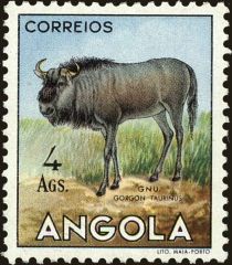 Blue Wildebeest (Connochaetes taurinus)