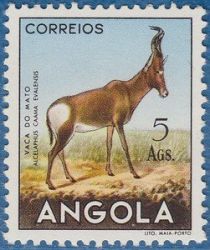 Red Hartebeest (Alcelaphus buselaphus caama)