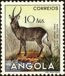 Ellipsen Waterbuck (Kobus ellipsiprymnus)