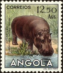 Hippopotamus (Hippopotamus amphibius)