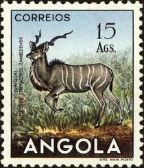 Greater Kudu (Tragelaphus strepsiceros)