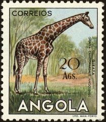 Giraffe (Giraffa camelopardalis)