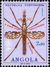 Anopheles Mosquito (Anopheles sp.)