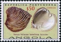 (Venus foliaceo lamellosa)