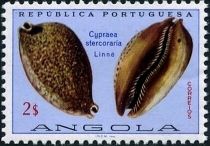 Rat Cowry (Cypraea stercoraria)