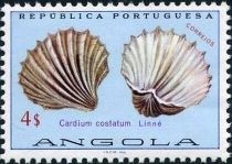 Great Ribbed Cockle (Cardium costatum)