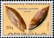 Pointed Ancilla (Olivancilaria acuminata)