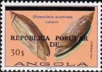 Pointed Ancilla (Olivancilaria acuminata)