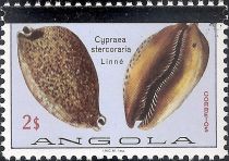 Rat Cowry (Cypraea stercoraria)