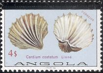 Great Ribbed Cockle (Cardium costatum)