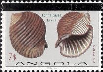 Giant Tun (Tonna galea)