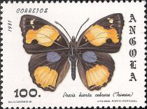 Yellow Pansy (Precis hierta cebrere)