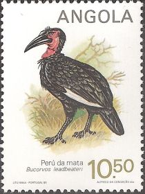 Southern Ground Hornbill (Bucorvus leadbeateri)