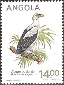 Palm-nut Vulture (Gypohierax angolensis)