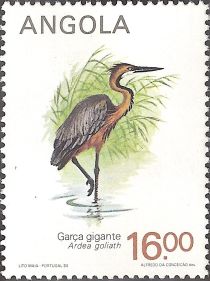 Goliath Heron (Ardea goliath)