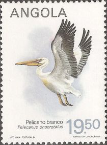 Great White Pelican (Pelecanus onocrotalus)