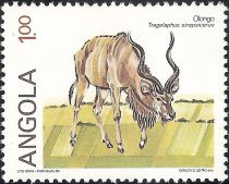 Greater Kudu (Tragelaphus strepsicerus)