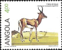 Angolan Springbok (Antidorcas marsupalis angolensis)