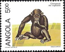 Chimpanzee (Pan troglodytes)