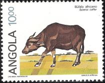 African Buffalo (Syncerus caffer)