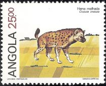 Spotted Hyena (Crocuta crocuta)