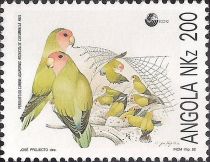 Rosy-faced Lovebird (Agapornis roseicollis catumbella)