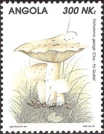 Tricholoma georgii