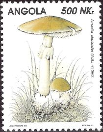 Amanita phalloides