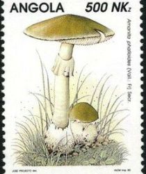 Amanita phalloides