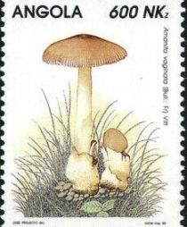 Amanita vaginata