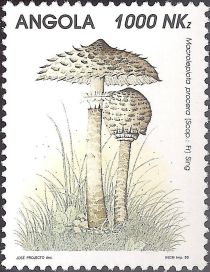 Macrolepiota procera