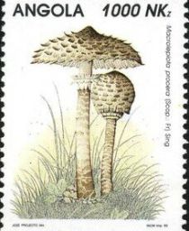 Macrolepiota procera